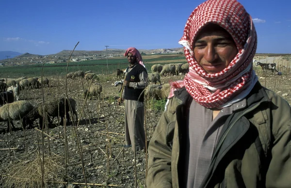 Un agricultor cerca de la ciudad de Alepo en Siria — Foto de Stock