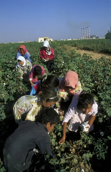 SIRIA ORIENTAL MEDIA PLANTACIÓN DE ALEPPO COTTON — Foto de Stock