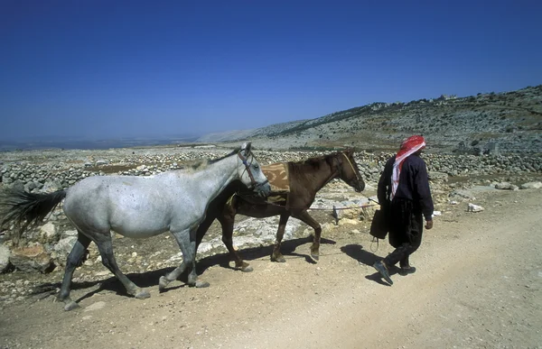 Agricoltore arabo con cavalli — Foto Stock