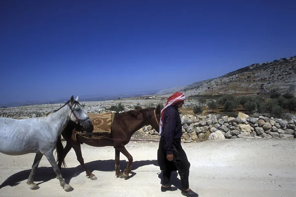 Agricoltore arabo con cavalli — Foto Stock