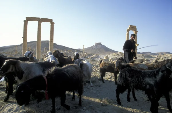 Střední východ Sýrie Palmyra lidí — Stock fotografie