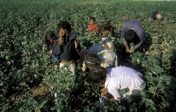 Childern picking cotton — Stock Photo, Image