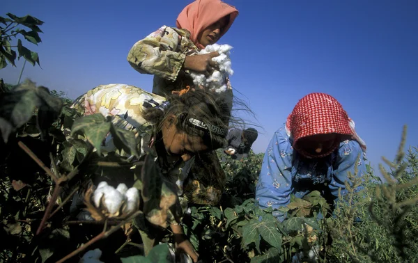 Dzieci zbieranie bawełny — Zdjęcie stockowe
