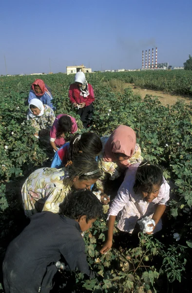 MIDDLE EAST SYRIA ALEPPO COTTON PLANTATION — Stock Photo, Image