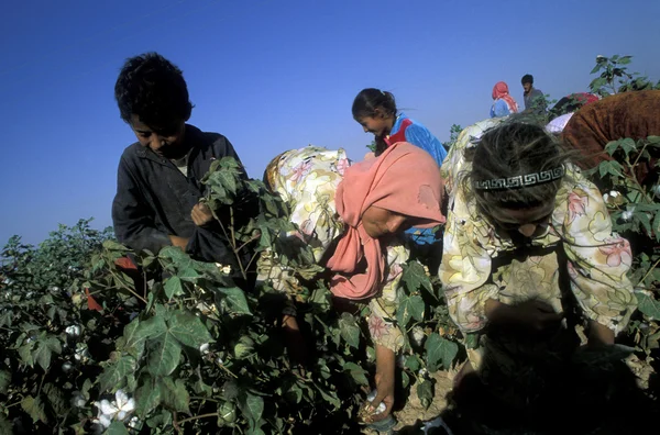 Niño recogiendo algodón — Foto de Stock