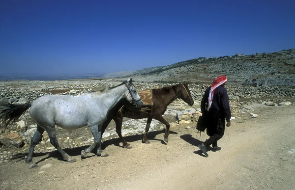 Agricultor árabe con caballos — Foto de Stock