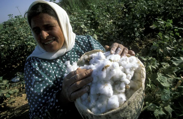 Uma mulher ganhando algodão em uma plantação de algodão — Fotografia de Stock