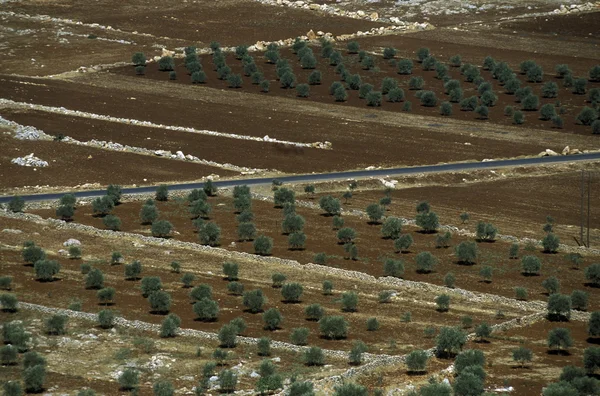 Naher Osten Syrien Aleppo Landwirtschaft — Stockfoto