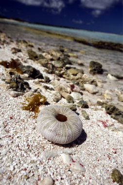 Los Roques Adaları