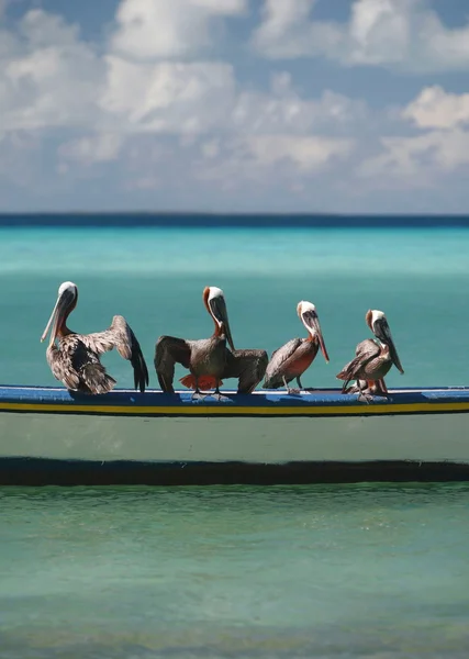 Пелікани на острові Гран Роке — стокове фото