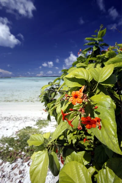 Los Roques öarna — Stockfoto