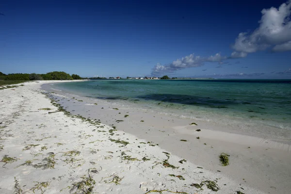 Île de Los Roques — Photo