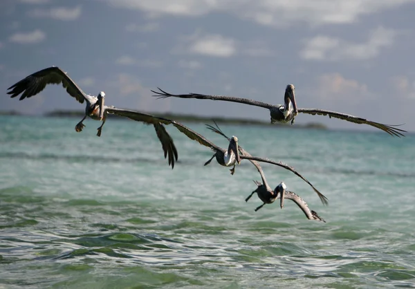 Pelikane auf der Gran Roque Insel — Stockfoto