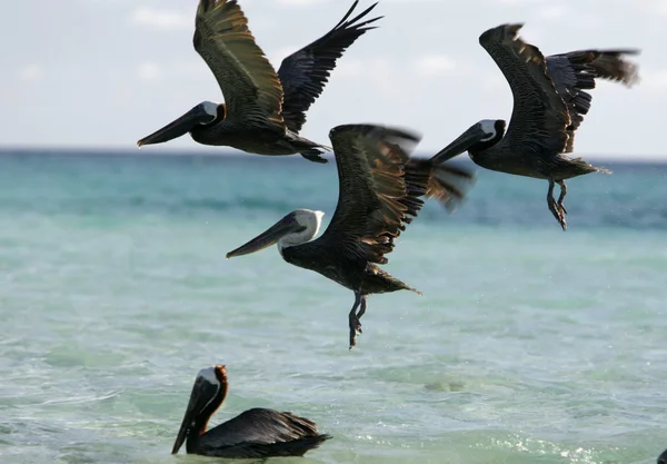 Pelícanos en la Isla Gran Roque — Foto de Stock