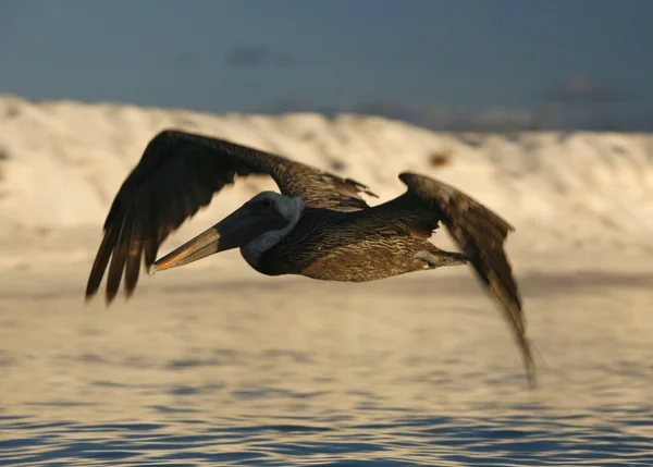 Pelikan am Strand des Dorfes — Stockfoto