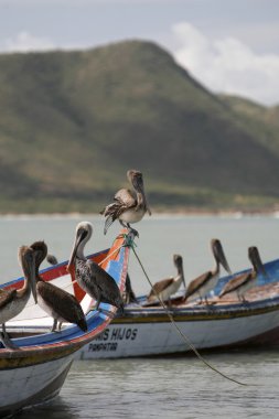 Pelikan deniz kuşları Juangriego kasaba plajda