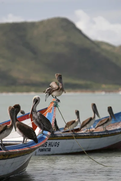 Aves marinas pelícanas en la playa de la ciudad de Juangriego — Foto de Stock