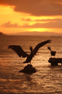 two pelicans sitting on stones in sea clipart