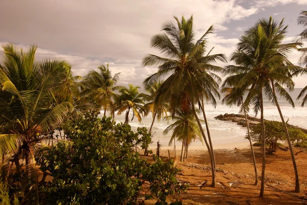 Palmeras en la costa del mar — Foto de Stock