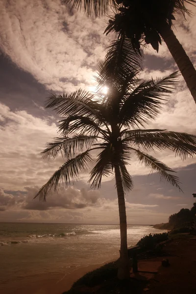 El Cardon en la Isla Margarita — Foto de Stock