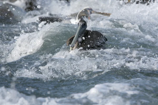 Hermoso pelícano en agua — Foto de Stock