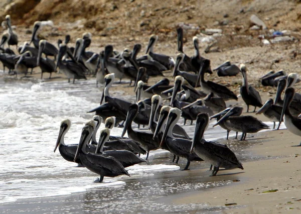 Muchos pelícanos en la playa — Foto de Stock