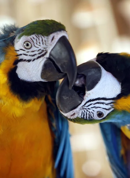 Colorful ara birds — Stock Photo, Image