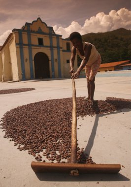 Kakao tarlası işçisi kakaolu fasulyeleri kurutuyor.