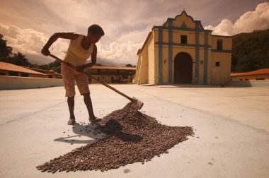 cacao plantation worker drying the cacaobeans clipart