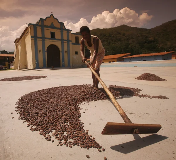Trabajador de plantaciones de cacao secando los cacaobeans — Foto de Stock