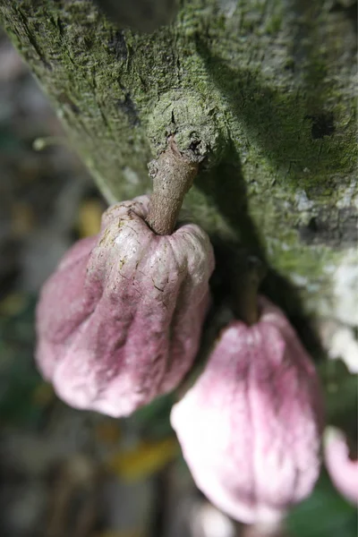 Granos de cacao en una plantación de cacao — Foto de Stock