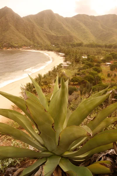 SOUTH AMERICA VENEZUELA CHUAO COAST — Stock Photo, Image