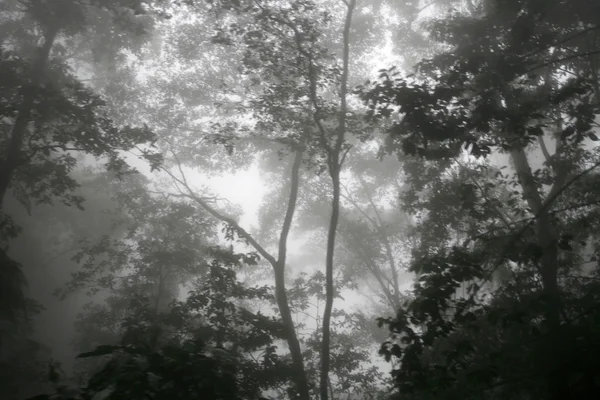 Güney Amerika Venezuela Choroni doğa, orman — Stok fotoğraf
