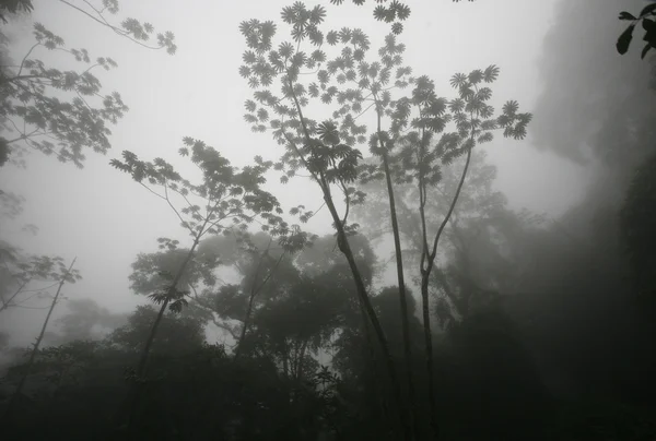 ЮЖНАЯ АМЕРИКА VENEZUELA CHORONI NATURE, FOREST — стоковое фото