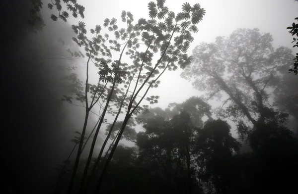 ЮЖНАЯ АМЕРИКА VENEZUELA CHORONI NATURE, FOREST — стоковое фото
