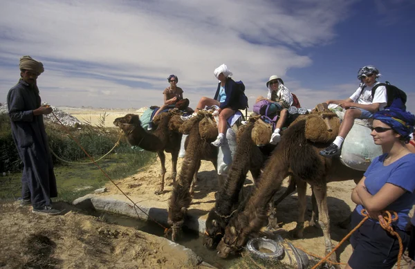 Krajina a příroda v bílé poušti v Egyptě — Stock fotografie