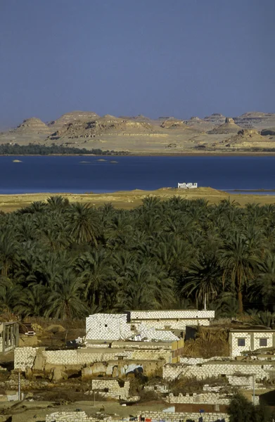 ÁFRICA EGITO SAHARA SIWA OASIS — Fotografia de Stock