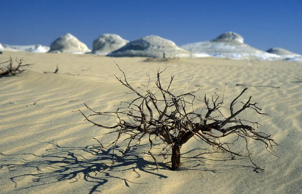 AFRICA EGYPT SAHARA FARAFRA WHITE DESERT — Stock Photo, Image