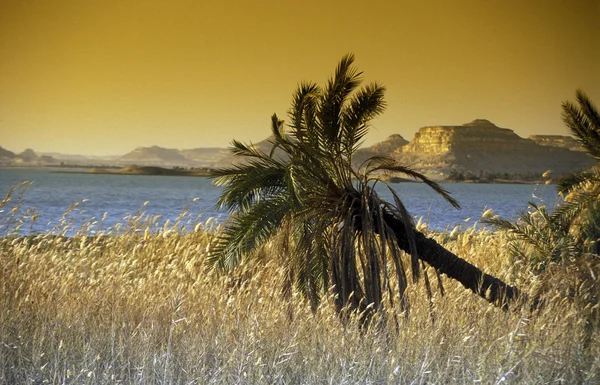 Пейзаж и природа Оазиса — стоковое фото