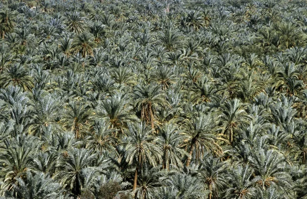 Landskapet och naturen till Oasis — Stockfoto