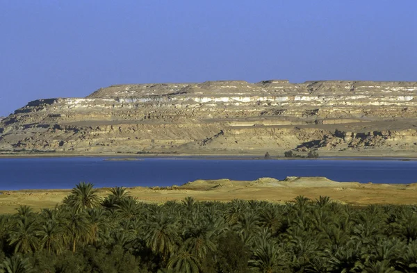 Manzara ve doğa Oasis — Stok fotoğraf