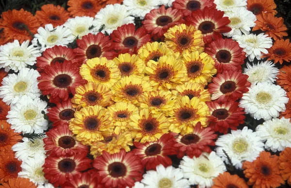 Parade of the Spring Flower Festival