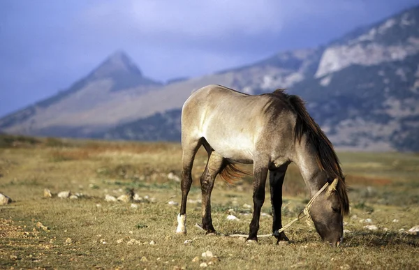 Horse in the landscape on the Island — Stock Photo, Image