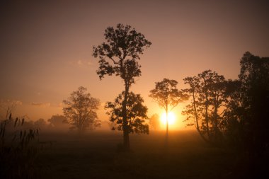 Tayland Isan Surin manzara sabah