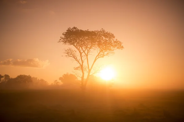 Thailand Isan Surin landskap morgon — Stockfoto