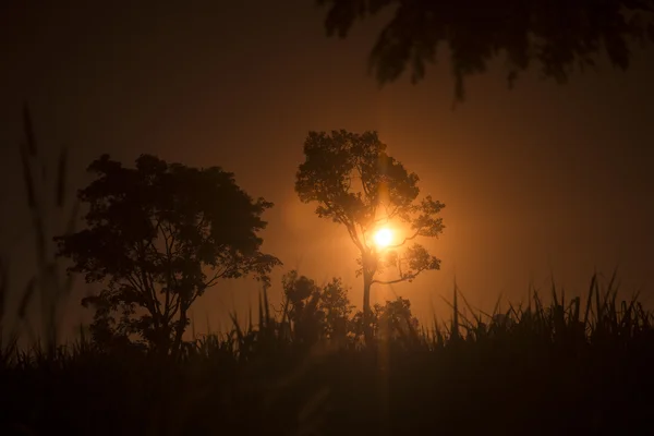 Tayland Isan Surin manzara sabah — Stok fotoğraf