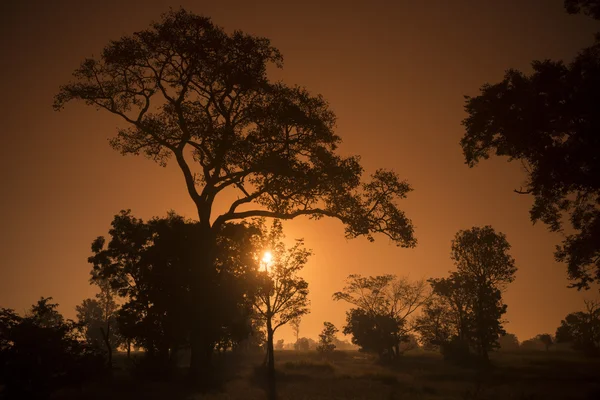 Thailand Isan Surin landskap morgon — Stockfoto