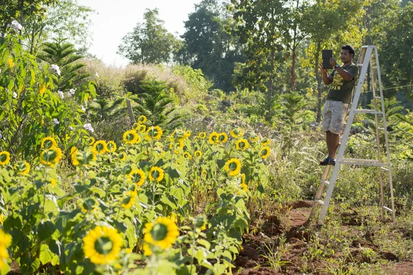 Solros plantage norr om staden — Stockfoto