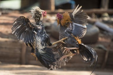 Sangkhlaburi Köyü eğitim horoz dövüşü