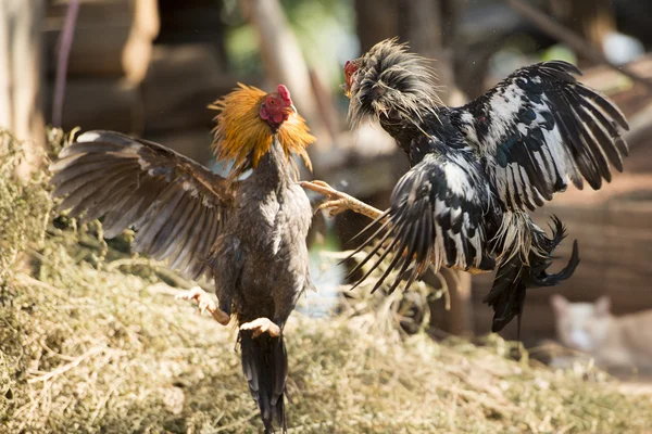 Cock fight training in the Village of Sangkhlaburi — Stock Photo, Image